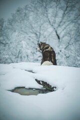 Majestic siberian husky perched on a snowy landscape looking aside