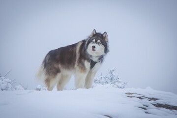Majestic siberian husky standing on a snowy field looking aside