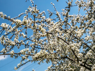 Wiosna kwiat jabłoni - obrazy, fototapety, plakaty