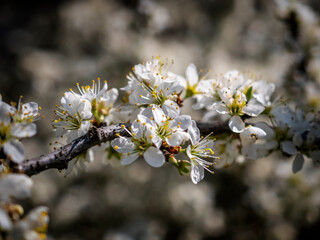 Wiosna, kwiat jabłoni - obrazy, fototapety, plakaty