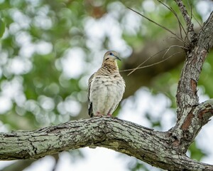 Beautiful dove perched atop a lush tree branch, its feathers gleaming in the natural light