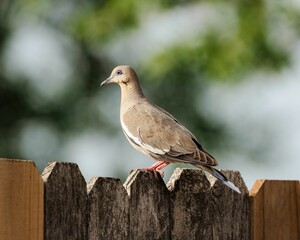 Beautiful dove perched on a wooden fence, gazing into the distance