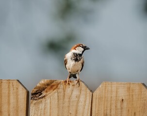 Adorable sparrow perched atop a wooden fence in a sunny outdoor setting