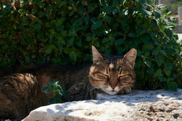 Naklejka na ściany i meble Black and brown tabby cat is relaxed and contented, sleeping peacefully in the shade of a bush