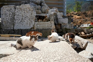 Cats gather in the sunshine on a concrete surface, basking in the warmth of the day