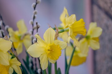 Vibrant bouquet of yellow narcissus flowers