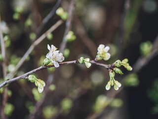 Close-up shot of white blossoms on a tree