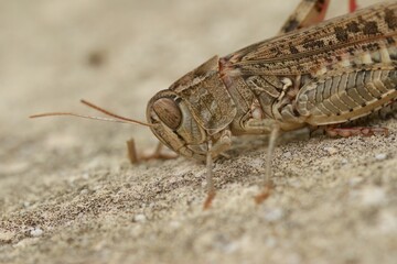 Closeup on short-horned Barbarian Grasshopper  Calliptamus barbarus