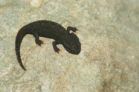 Closeup on an juvenile of the rare and endangered Wenxian Knobby Newt, Tylototriton wenxianensis