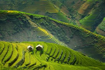 Aerial view of terraced rice fields, mu cang chai, yenbai, vietnam