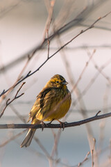 Yellowhammer (Emberiza citrinella) perched on a tree branch hiding behind the twigs in a park in Finland during spring