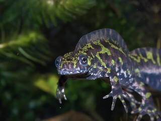 Closeup on an impressive crested French male Marbled newt, Triturus marmoratus