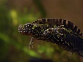 Closeup on an impressive crested French male Marbled newt, Triturus marmoratus