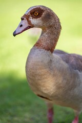 Vertical shot of an Egyptian goose in a field under the sunlight