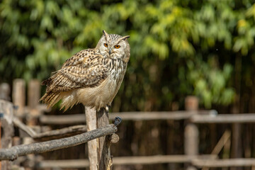 Eurasian eagle-owl