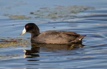 Closeup of an Andean coot swimming on a lake with ab lurry background