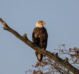 Low-angle shot of a bald eagle perched on a tree branch under a blue sky