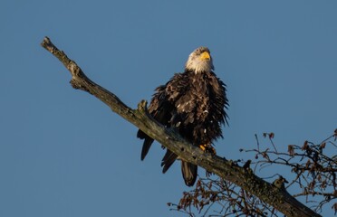 Low-angle shot of a bald eagle perched on a tree branch under a blue sky