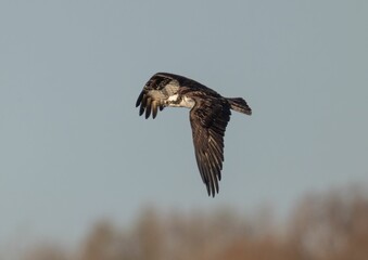 Low angle shot of an osprey flying under a blue sky and sunlight