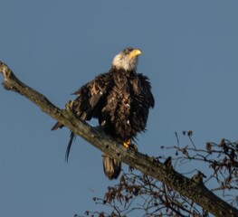 Low-angle shot of a bald eagle perched on a tree branch under a blue sky