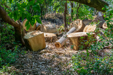Cut Tree Wood Blocks Along The Trail