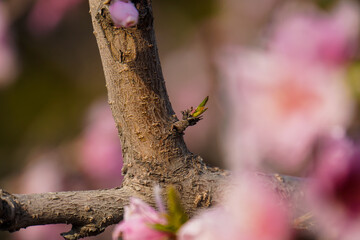 Detailed view of a budding branch showing fresh foliage appearing alongside faded pink flowers. Symbolizes the transition of seasons.