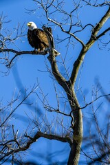 Majestic eagle perched on a lone tree branch with a beautiful blue sky in the background