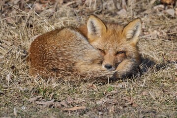 Red fox resting in a bed of grass and dried leaves, its body completely relaxed