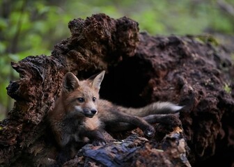 Juvenile fox on a log in front of a dead tree, its fur glistening in the light of the sun