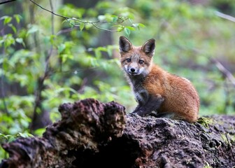 Juvenile fox on a large tree stump, looking out into the distance