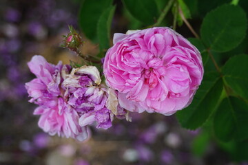 Beautiful roses blooming in May.