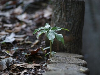 Closeup of a green plant growing through tree trunks