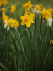 Fototapeta premium Beautiful view of daffodil flowers in a field, basking in the sunshine amidst a lush backdrop