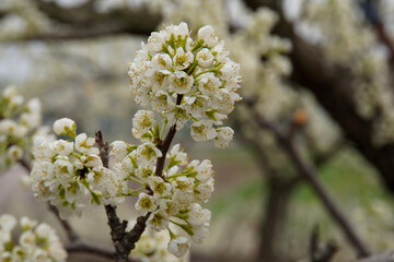 photos of flowering plum tree and plum flowers