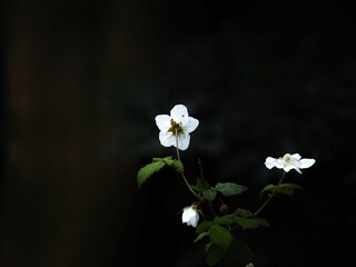 Closeup of beautiful white rubus trifidus flowers in a garden