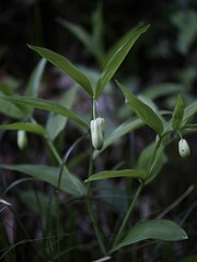 Vertical shot of a green plant with blossoms in a woodland setting