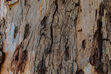 old wood background close up