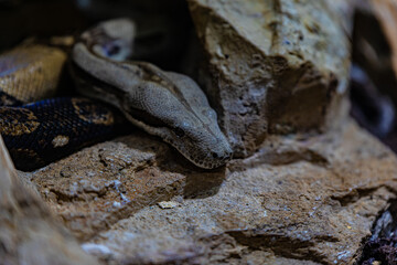 Portrait of a large python