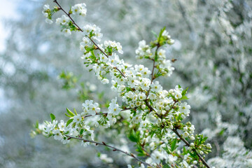 Spring flowering trees. Blurred background with bokeh effect.