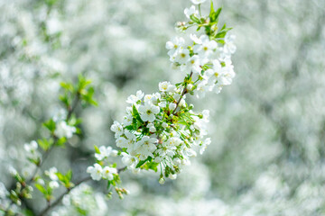 Spring flowering trees. Blurred background with bokeh effect.