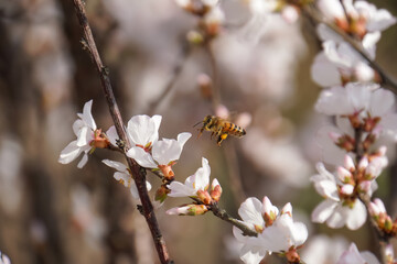 Honeybee in flight near delicate white blossoms, likely cherry or plum blossoms, against a softly blurred background. Pollination in spring.