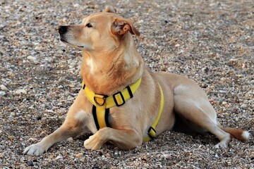 Naklejka premium Adorable canaan dog in a yellow harness laying on a seashore