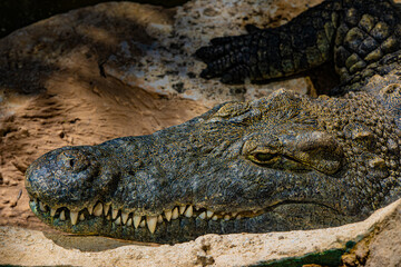 close up of a crocodile