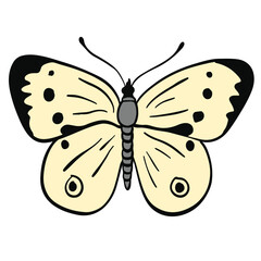 Naklejka premium Beautiful cream wings moth ,good for graphic design resources.