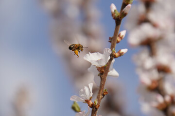 Honeybee in flight near delicate white blossoms, likely cherry or plum blossoms, against a softly blurred background. Pollination in spring.