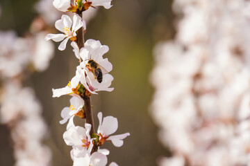 Bee hovering by pale pinkish-white flowers with yellow stamens, possibly Prunus mume or similar, on a bright day. Focus on nature's detail.