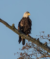 Majestic bald eagle perched atop a bare tree branch, with a bright blue sky in the background