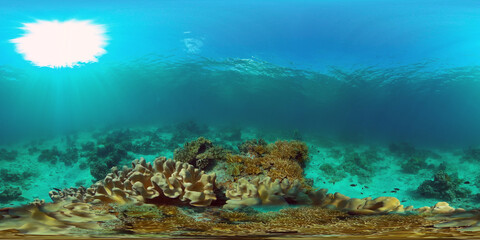 Naklejka na ściany i meble Tropical coral reef seascape with fishes, hard and soft corals. Underwater video. Philippines. 360 panorama VR