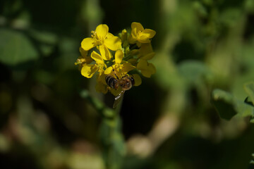 Fototapeta premium A beautiful bee collecting honey from the mustard flower close up shot