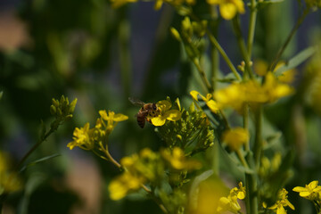 Obraz premium A beautiful bee collecting honey from the mustard flower close up shot